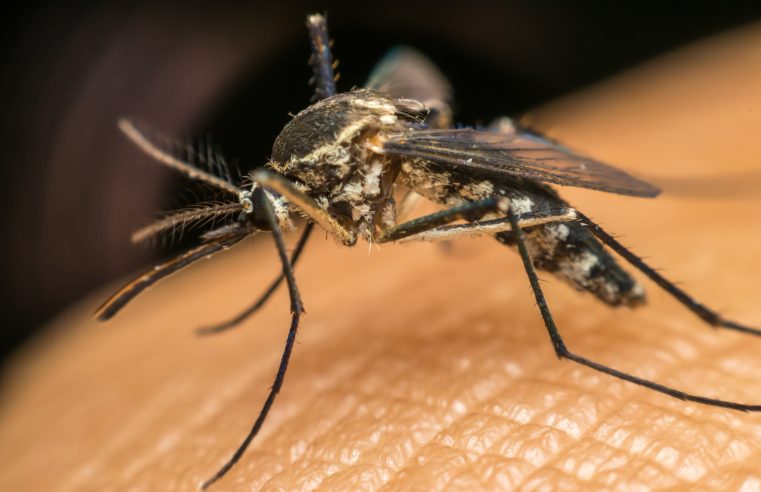 AUMENTO NA INCIDÊNCIA DE DENGUE E CHIKUNGUNYA EM REGIÕES BRASILEIRAS