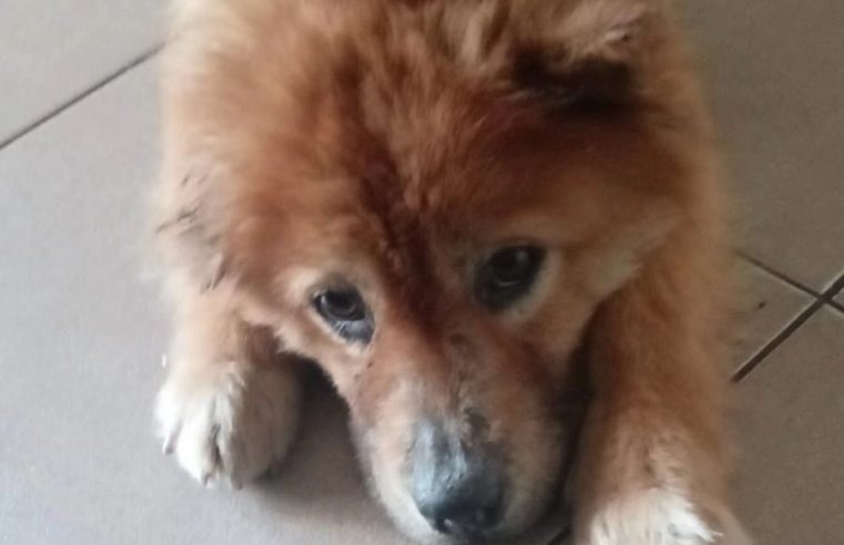 FINAL FELIZ: CHOW CHOW ABANDONADA NO BAIRRO ASSUNÇÃO GANHA NOME E LAR AMOROSO