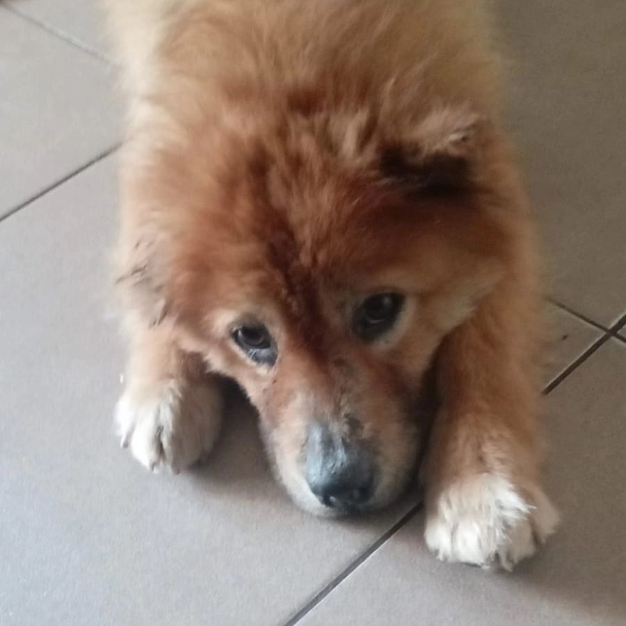 FINAL FELIZ: CHOW CHOW ABANDONADA NO BAIRRO ASSUNÇÃO GANHA NOME E LAR AMOROSO