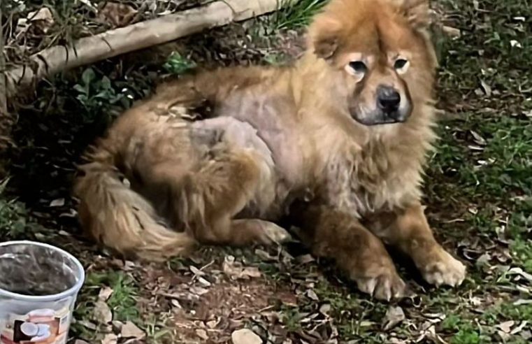 MORADORES ACOLHEM CACHORRINHA CHOW CHOW ABANDONADA E PEDEM AJUDA