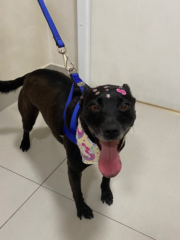 FEIRA DE ADOÇÃO DE ANIMAIS ACONTECE NESTE SÁBADO, 31/08