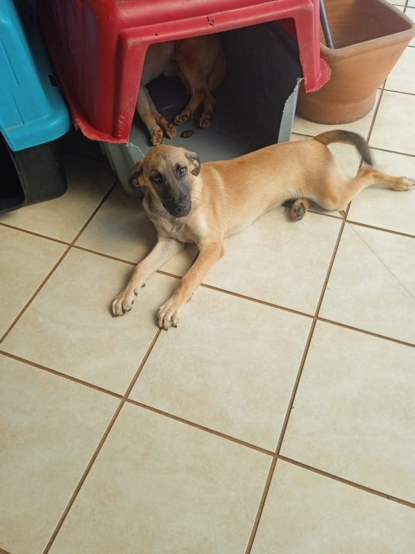 FEIRA DE ADOÇÃO DE ANIMAIS ACONTECE NESTE SÁBADO, 31/08