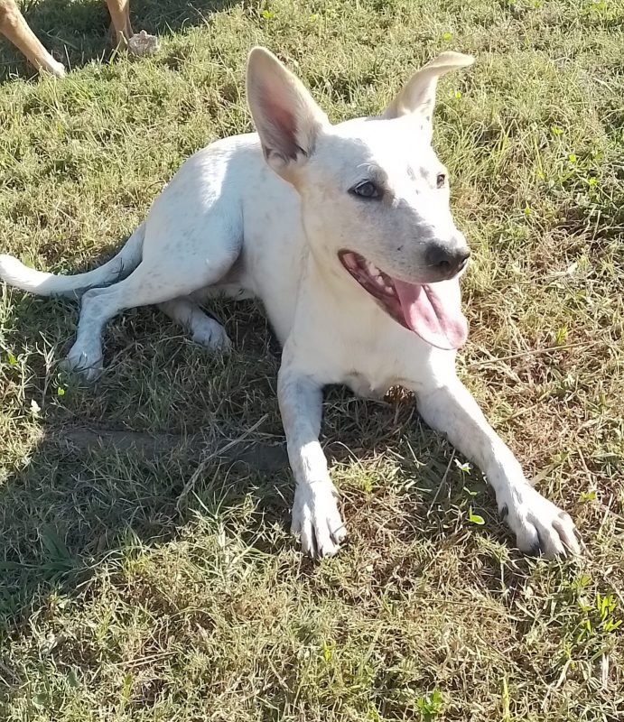 FEIRA DE ADOÇÃO DE ANIMAIS ACONTECE NESTE SÁBADO, 31/08