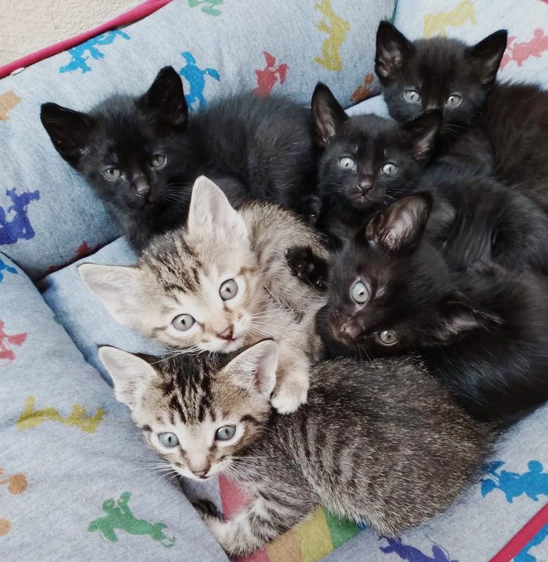 FEIRA DE ADOÇÃO DE ANIMAIS ACONTECE NESTE SÁBADO, 31/08