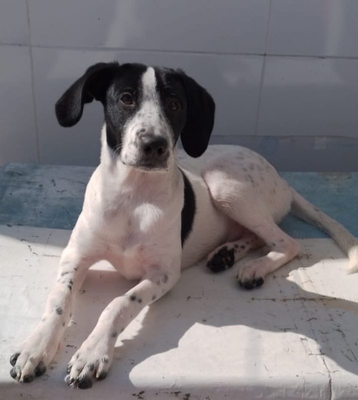 FEIRA DE ADOÇÃO DE ANIMAIS ACONTECE NESTE SÁBADO, 31/08