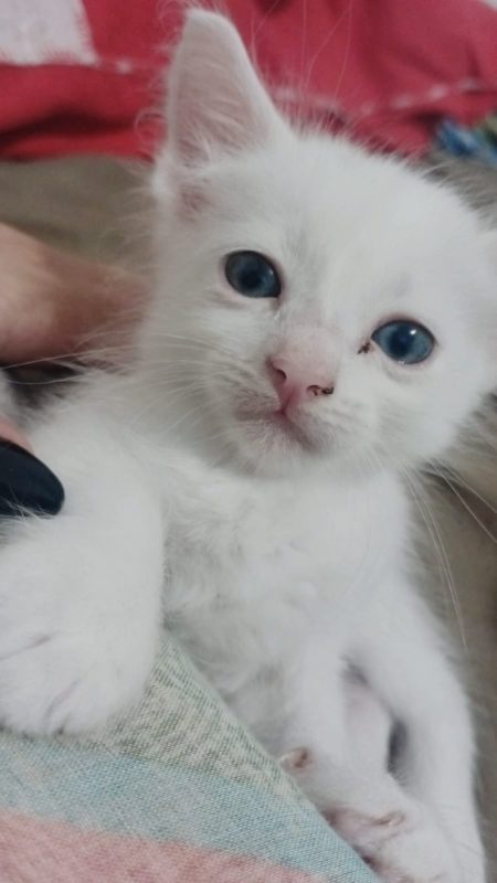 FEIRA DE ADOÇÃO DE ANIMAIS ACONTECE NESTE SÁBADO, 31/08