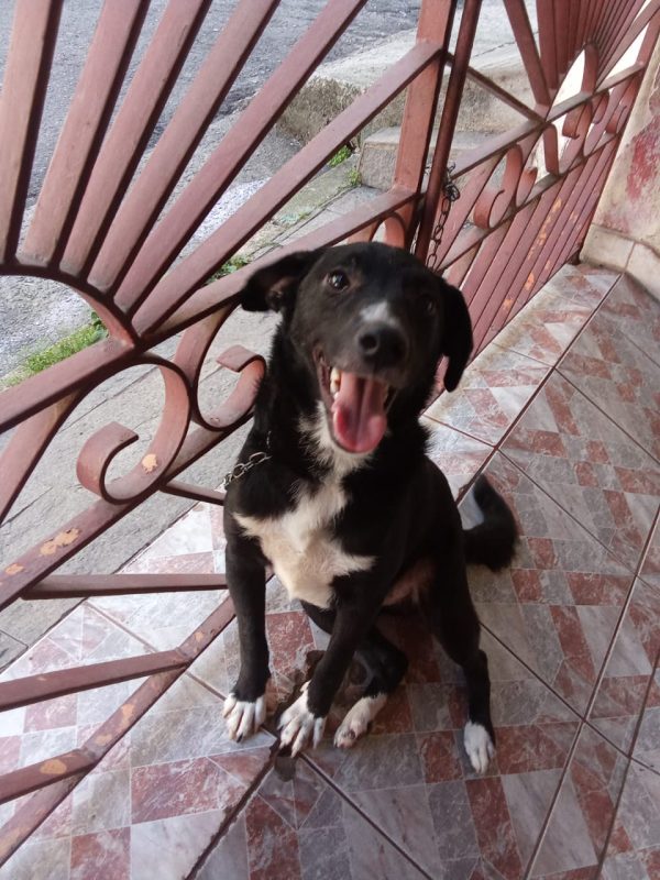 FEIRA DE ADOÇÃO DE ANIMAIS ACONTECE NESTE SÁBADO, 31/08