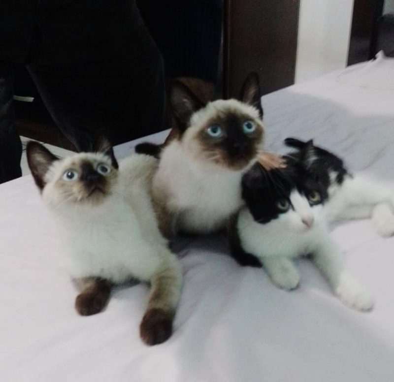 FEIRA DE ADOÇÃO DE ANIMAIS ACONTECE NESTE SÁBADO, 31/08