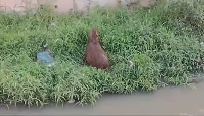 CAPIVARA CHAMA ATENÇÃO NO NOVA PETRÓPOLIS, À BEIRA DO CÓRREGO NA PERY RONCHETTI