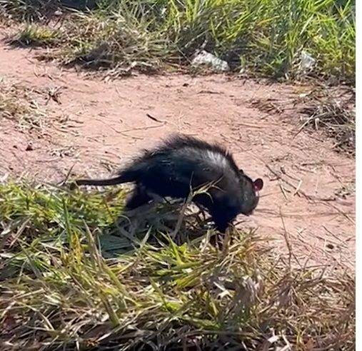 FINAL FELIZ: GAMBÁ E FILHOTES SÃO RESGATADOS PELA GCM EM ESCOLA ESTADUAL DE SÃO BERNARDO