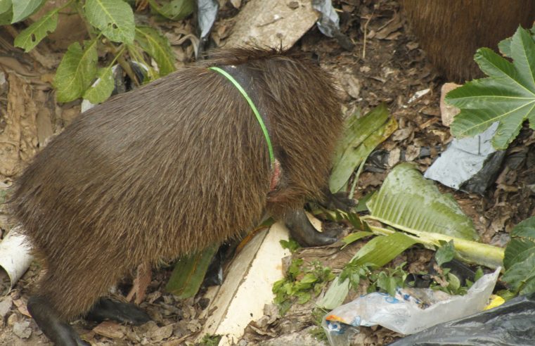 GCM E VETERINÁRIO RESGATAM CAPIVARA COM ANEL DE PLÁSTICO EM SÃO BERNARDO