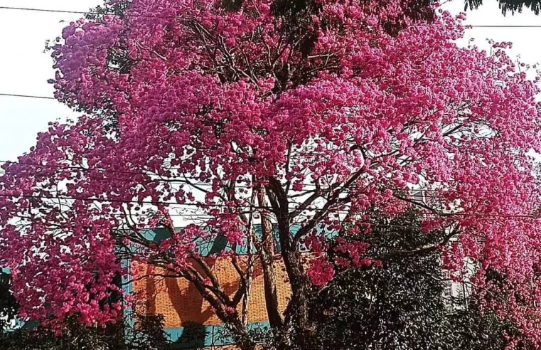 PRIMAVERA CHEGOU NESTA MANHÃ