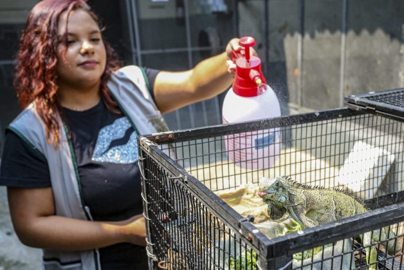 ANIMAIS RECEBEM ‘PICOLÉ’ DE FRUTAS E BANHO ARTIFICIAL PARA ENFRENTAR TEMPO SECO EM SP