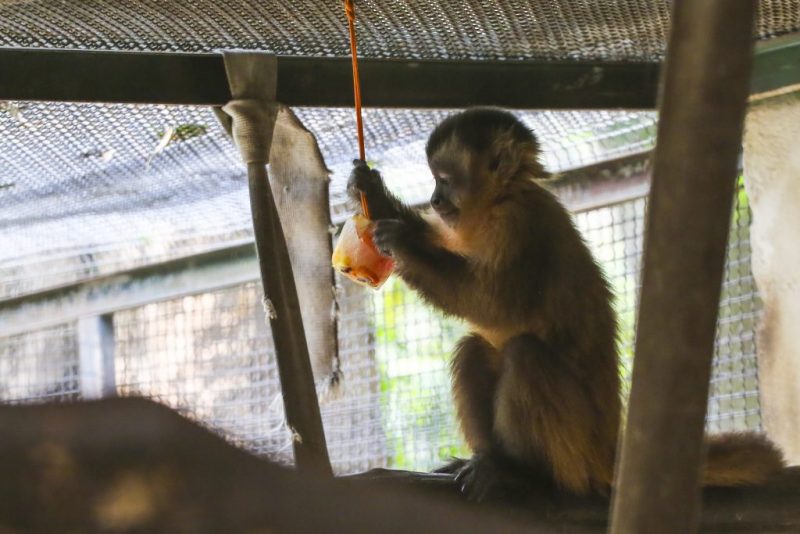 ANIMAIS RECEBEM ‘PICOLÉ’ DE FRUTAS E BANHO ARTIFICIAL PARA ENFRENTAR TEMPO SECO EM SP