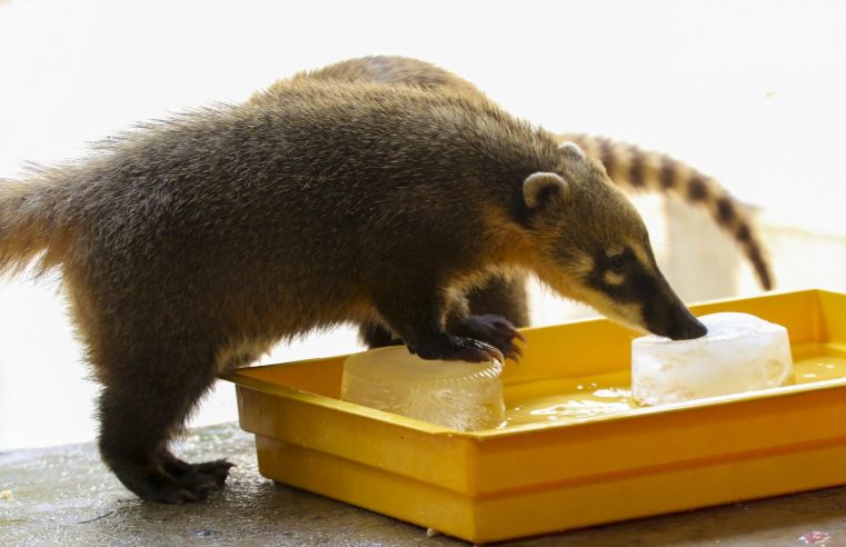 ANIMAIS RECEBEM ‘PICOLÉ’ DE FRUTAS E BANHO ARTIFICIAL PARA ENFRENTAR TEMPO SECO EM SP