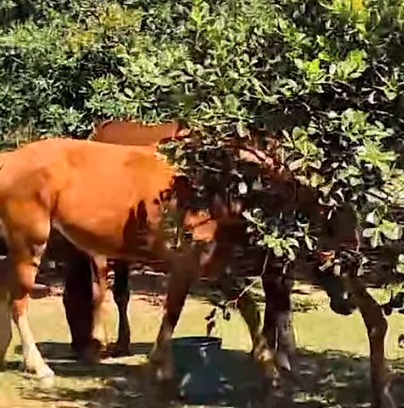 CAVALOS SÃO ABANDONADOS EM PRAÇA DO JARDIM IRAJÁ