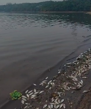 MORTES DE GRANDE QUANTIDADE DE PEIXES NA REPRESA BILLINGS CAUSAM MAU CHEIRO E PREOCUPAM MORADORES