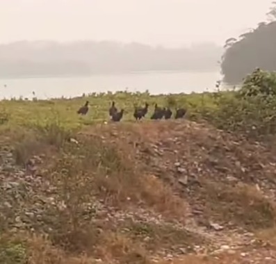 URUBUS SÃO ATRAÍDOS POR PEIXES MORTOS NAS MARGENS DA REPRESA BILLINGS