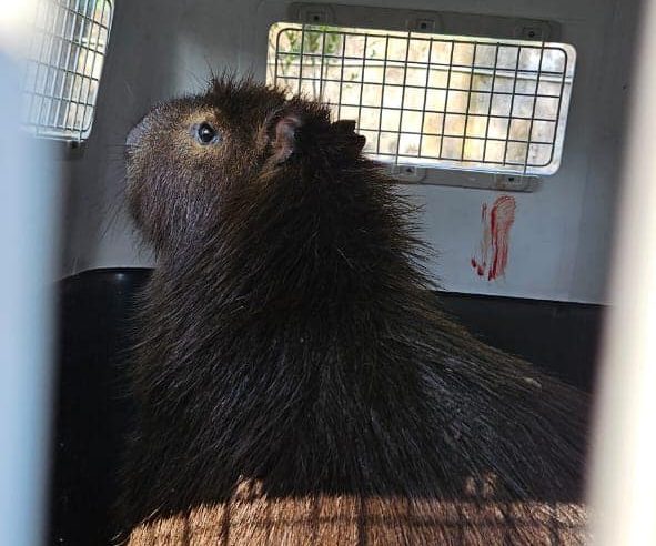 CAPIVARA QUE PASSEAVA PELO BAIRRO ASSUNÇÃO É RESGATADA PELA GCM AMBIENTAL