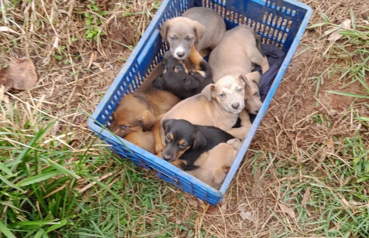 PROTETORA RESGATA 19 FILHOTES NO BATISTINI E PEDE AJUDA PARA ADOÇÃO EM SÃO BERNARDO