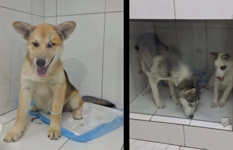 GCM DE MAUÁ PRENDE SUSPEITO POR ABUSO A 3 CADELAS, QUE AGORA ESTÃO PARA ADOÇÃO