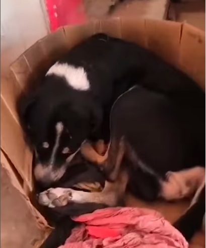 HOMEM AGRIDE CACHORRO DE RUA COM TACO DE BEISEBOL E ATIVISTAS QUEREM PUNIÇÃO