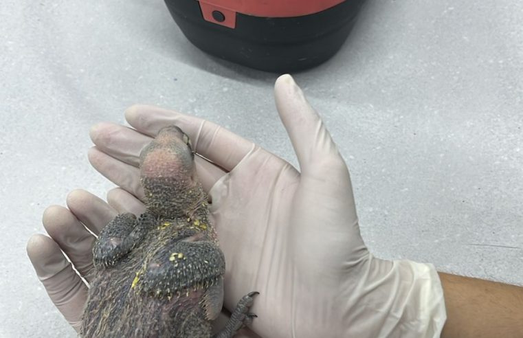 HOMEM QUE VENDIA ANIMAIS SILVESTRES VIA WHATSAPP É PRESO EM DIADEMA