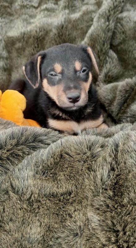 FEIRA DE ADOÇÃO DE ANIMAIS ACONTECE NESTE SÁBADO 05/10