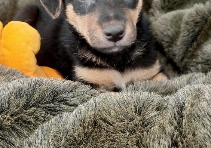 FEIRA DE ADOÇÃO DE ANIMAIS ACONTECE NESTE SÁBADO 05/10