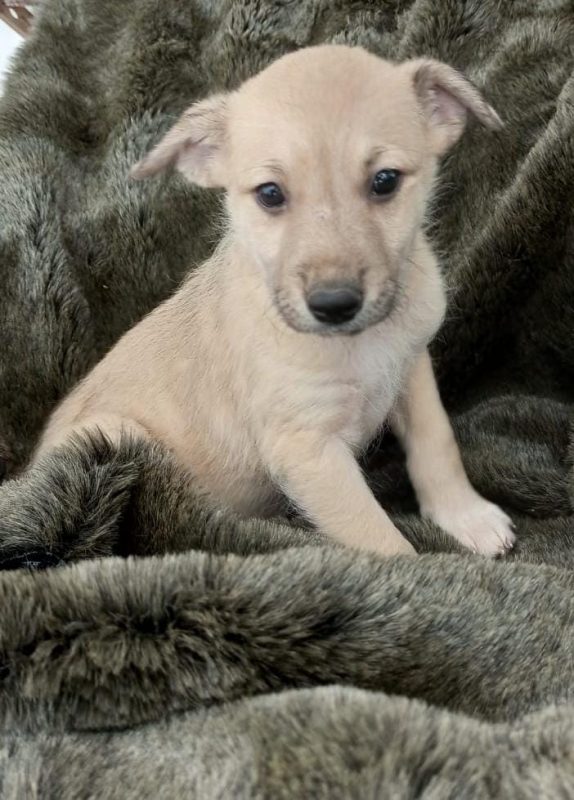 FEIRA DE ADOÇÃO DE ANIMAIS ACONTECE NESTE SÁBADO 05/10