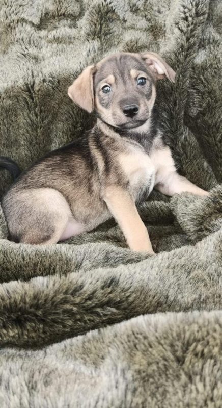 FEIRA DE ADOÇÃO DE ANIMAIS ACONTECE NESTE SÁBADO 05/10