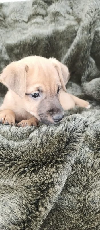 FEIRA DE ADOÇÃO DE ANIMAIS ACONTECE NESTE SÁBADO 05/10