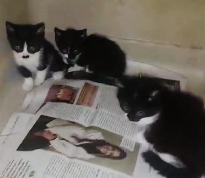 FEIRA DE ADOÇÃO DE ANIMAIS ACONTECE NESTE SÁBADO 05/10