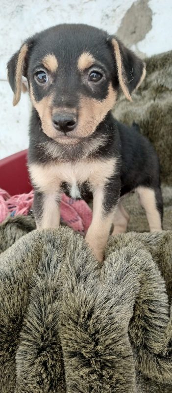 FEIRA DE ADOÇÃO DE ANIMAIS ACONTECE NESTE SÁBADO 05/10