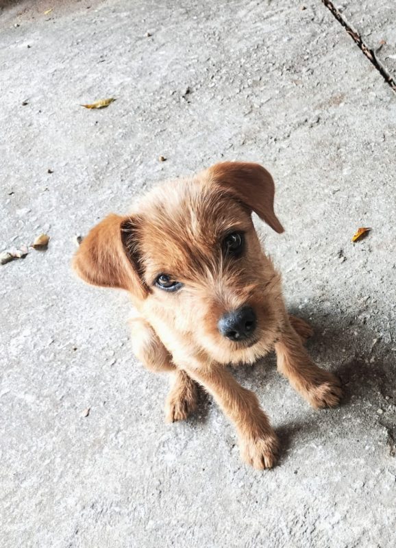 FEIRA DE ADOÇÃO DE ANIMAIS ACONTECE NESTE SÁBADO 05/10