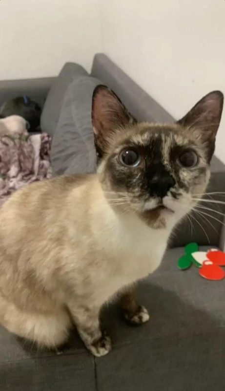 FEIRA DE ADOÇÃO DE ANIMAIS ACONTECE NESTE SÁBADO 05/10