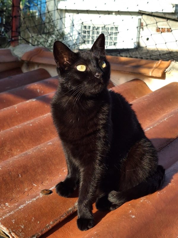 FEIRA DE ADOÇÃO DE ANIMAIS ACONTECE NESTE SÁBADO 05/10