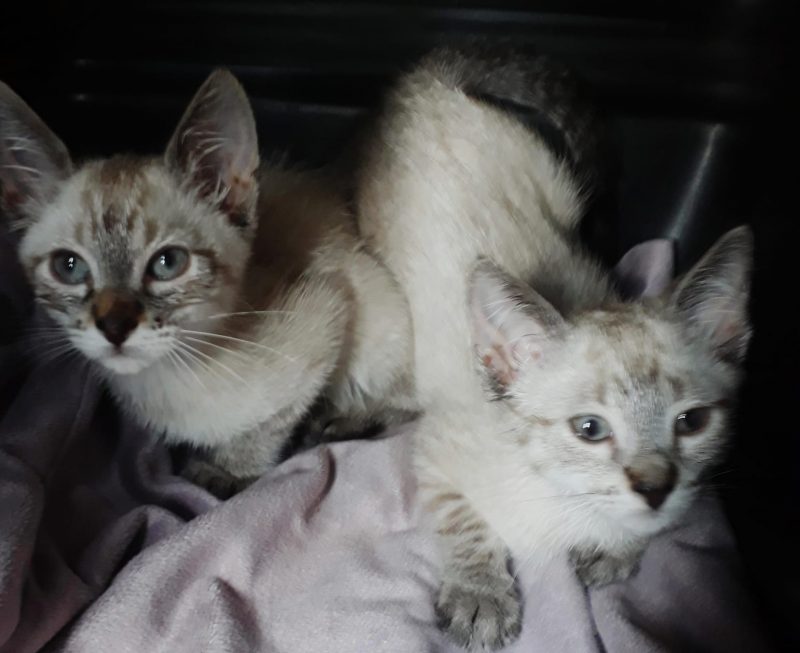 FEIRA DE ADOÇÃO DE ANIMAIS ACONTECE NESTE SÁBADO 05/10