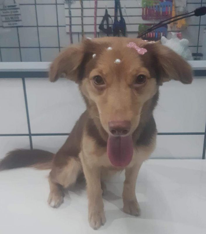 FEIRA DE ADOÇÃO DE ANIMAIS ACONTECE NESTE SÁBADO 05/10