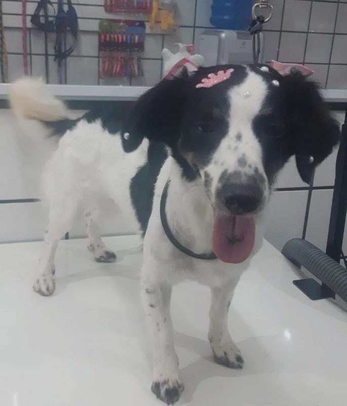 FEIRA DE ADOÇÃO DE ANIMAIS ACONTECE NESTE SÁBADO 05/10