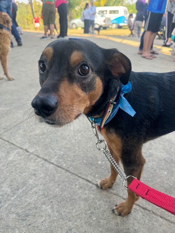 FEIRA DE ADOÇÃO DE ANIMAIS ACONTECE NESTE SÁBADO 05/10