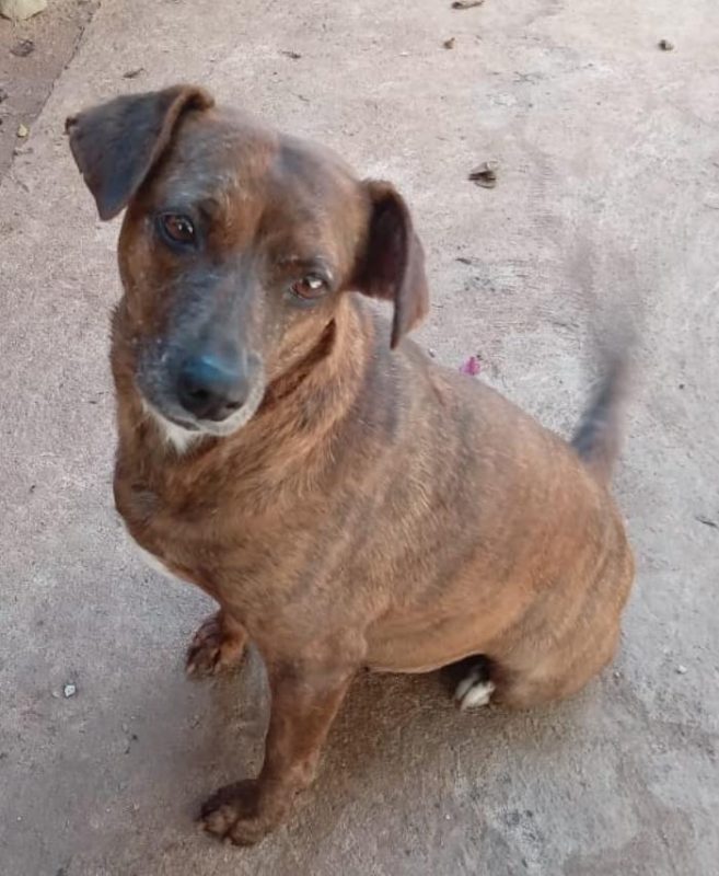 FEIRA DE ADOÇÃO DE ANIMAIS ACONTECE NESTE SÁBADO 05/10