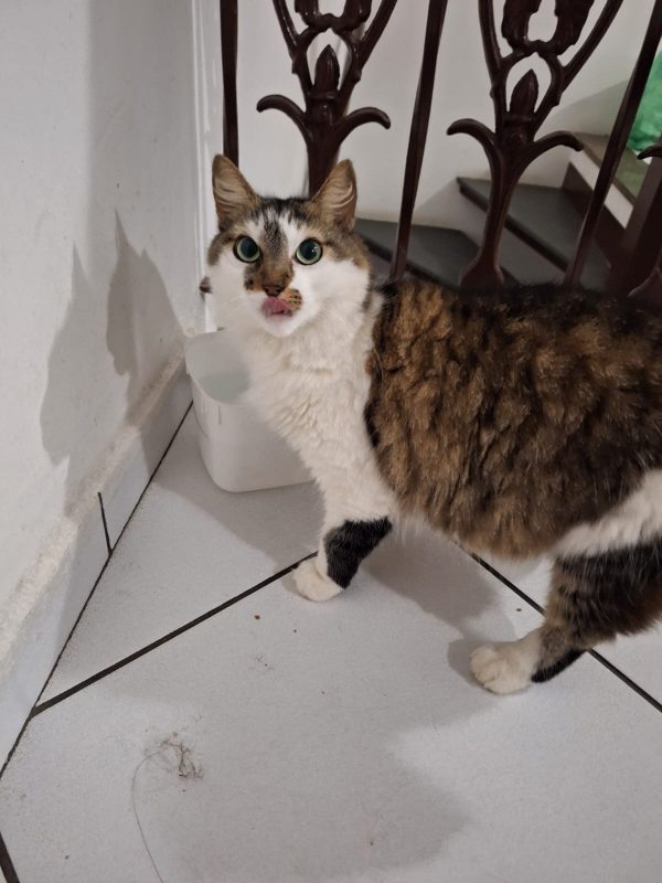 FEIRA DE ADOÇÃO DE ANIMAIS ACONTECE NESTE SÁBADO 05/10