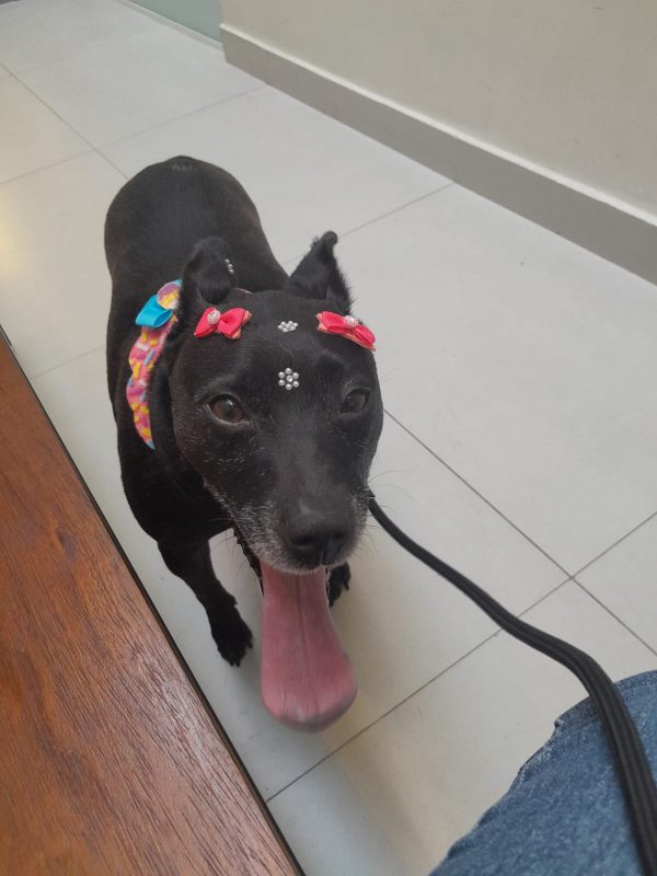 FEIRA DE ADOÇÃO DE ANIMAIS ACONTECE NESTE SÁBADO 05/10