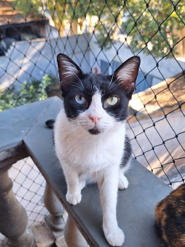 FEIRA DE ADOÇÃO DE ANIMAIS ACONTECE NESTE SÁBADO 05/10