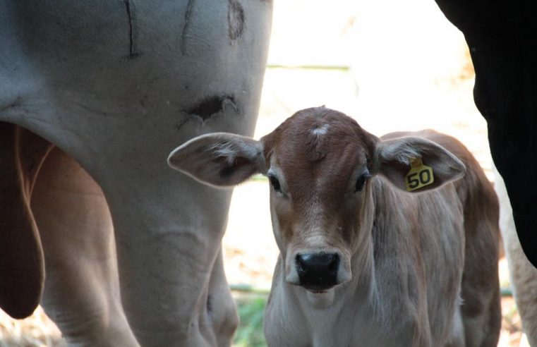 MARCAÇÃO A FOGO DE BOVINOS VACINADOS DEIXA DE SER OBRIGATÓRIA EM SÃO PAULO