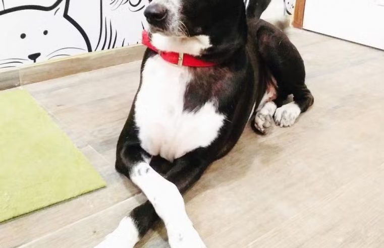 MUNDO: EMPRESÁRIO INDIANO DEIXA R$ 675,5 MILHÕES PARA CÃO, MORDOMO E COZINHEIRO