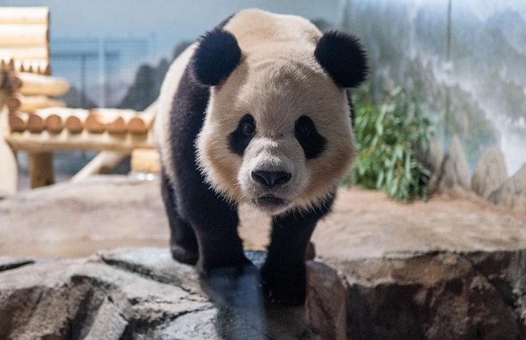WASHINGTON, DC RECEBE DOIS NOVOS PANDAS GIGANTES NO NATIONAL ZOO