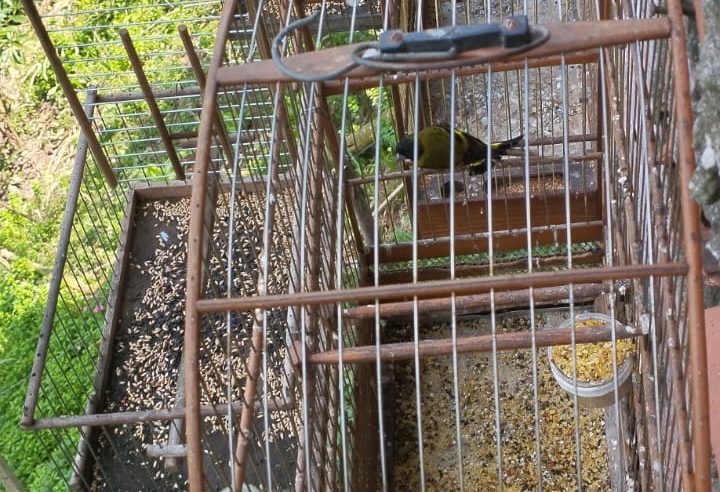 GCM AMBIENTAL DE SÃO BERNARDO RESGATA 61 AVES NO AREIÃO NESTA SEGUNDA-FEIRA