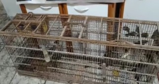 GCM AMBIENTAL DE SÃO BERNARDO RESGATA 61 AVES NO AREIÃO; MULTA TOTALIZA R$ 117 MIL